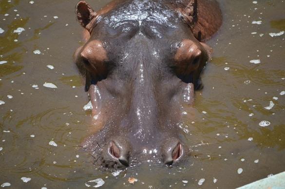 hippo animal zoo