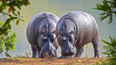 hippo herd scene picture dynamic realistic