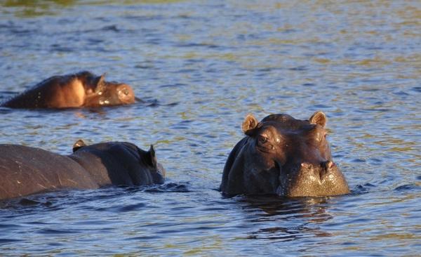 hippo hippopotamus river