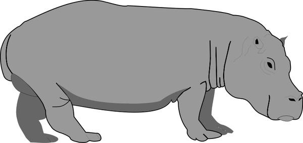 Hippopotamus 2