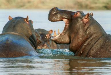 hippopotamus herd picture dynamic realistic