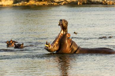 hippopotamus herd picture realistic dynamic