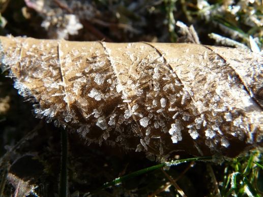 hoarfrost frost eiskristalle