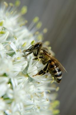 honey bee insects onion blossom
