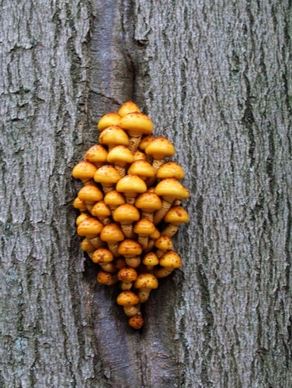 honey fungus