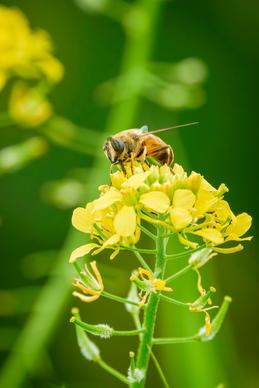 honeybee flowers picture elegant closeup 