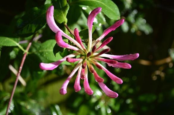 honeysuckle plant flower