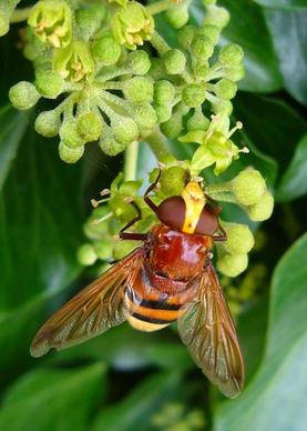 hornet mimic hoverfly volucella zonaria insect