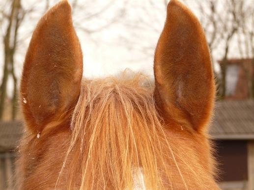 horse ears ears horse