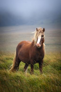 horse farming picture elegant realistic 
