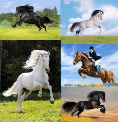 horse hd pictures