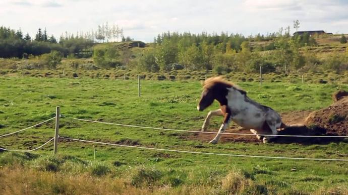horse joyful on grass farmland