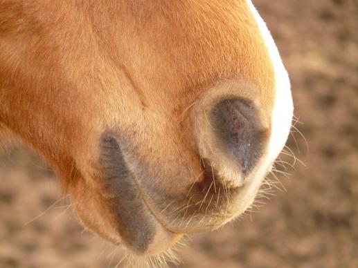 horse nostrils nasal opening