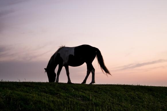 horse on the horizon