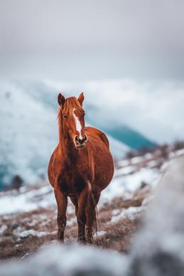 horse picture blurred realistic 