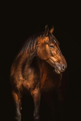 horse picture dark elegance