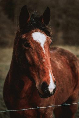 horse picture elegant face closeup 