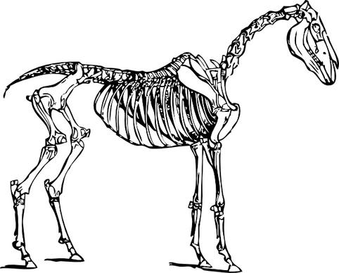 Horse Skeleton clip art