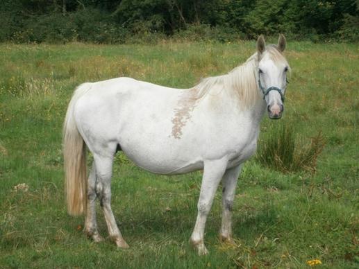 horse white field