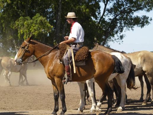 horses gaucho argentina