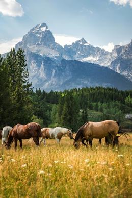 horses herd scenery picture elegant mountain meadow scene 