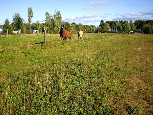 horses in the meadow