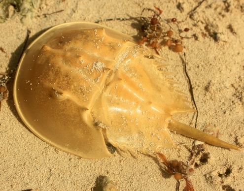 horseshoe crab shell at long key state park florida
