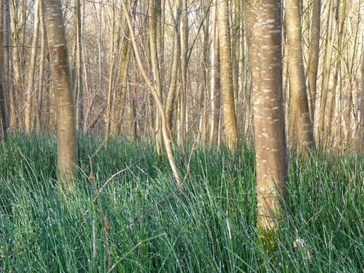 horsetail marsh plant forest