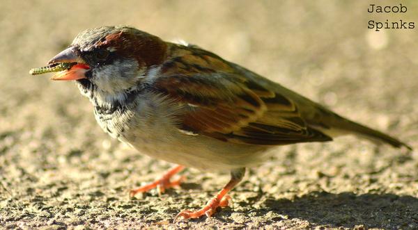 house sparrow eating grasshopper