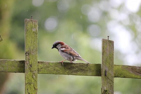 house sparrow on a fence