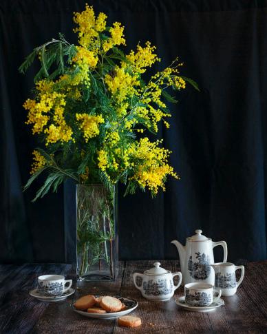 houseplant decoration picture elegant mimosa teacups contrast