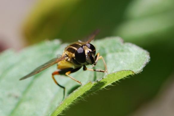 hover fly insect close
