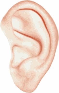 Human Ear clip art
