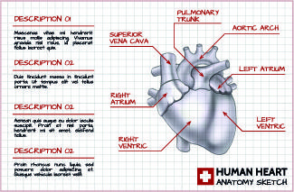 human heart medical vector graphics