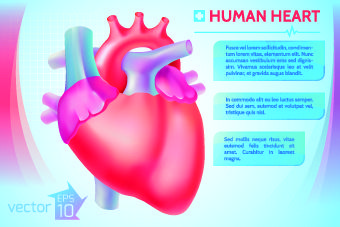 human heart medical vector graphics