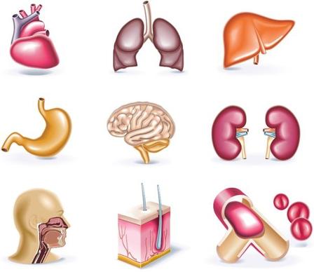 organs icons collection colored 3d design