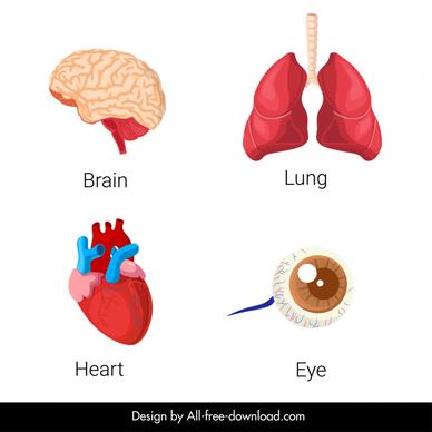 human organs icons heart lung brain eye sketch