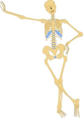 Human Skeleton Outline clip art