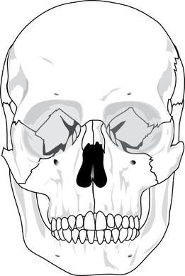Human Skull clip art