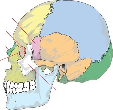 Human Skull Nolables clip art