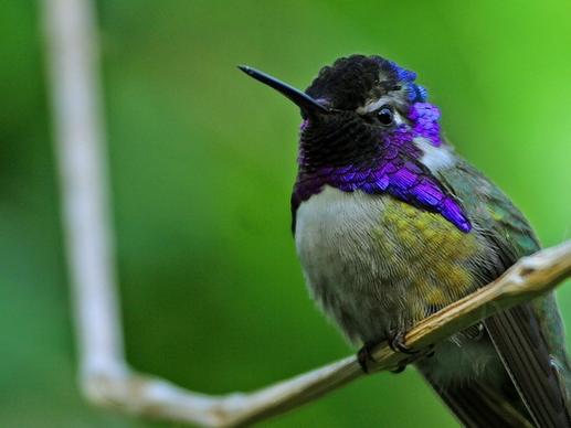 hummingbird bird violet head elf