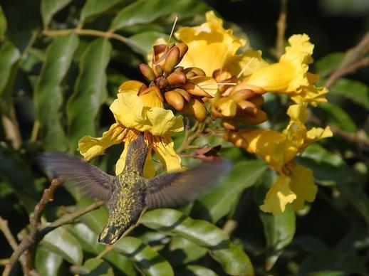 hummingbird flower nectar nectar