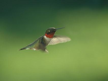 hummingbird picture
