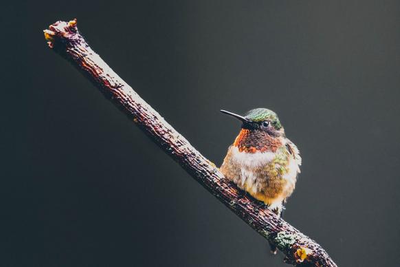 hummingbird picture bird perching branch scene 