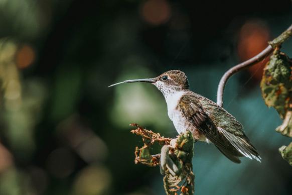 hummingbird picture closeup burred contrast