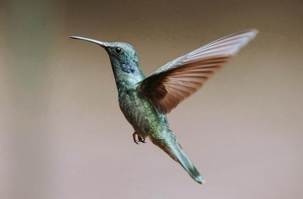hummingbird picture closeup dynamic flying bird 