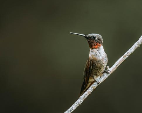 hummingbird picture closeup perching bird 