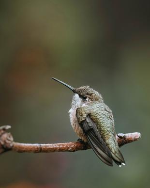 hummingbird picture closeup perching bird