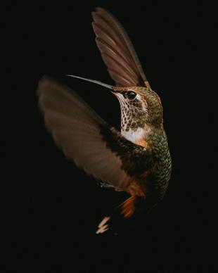 hummingbird picture dark dynamic closeup