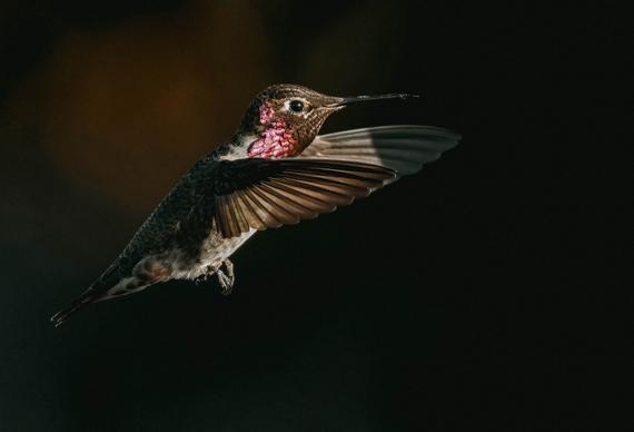 hummingbird picture dark dynamic flying bird 